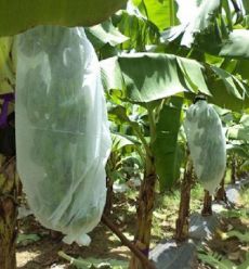 Купить Weed Control Agriculture PP Nonwoven for Planting Customize Weight Color Width Length online manufacture