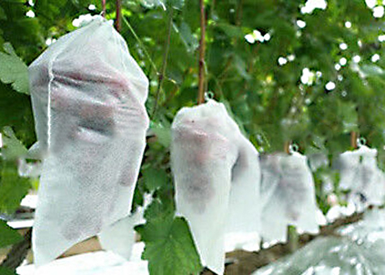Купить Не токсический Mildew 1% до 4% УЛЬТРАФИОЛЕТОВОЕ обработанное 300g/M2 не сплетенной ткани земледелия анти- online manufacture